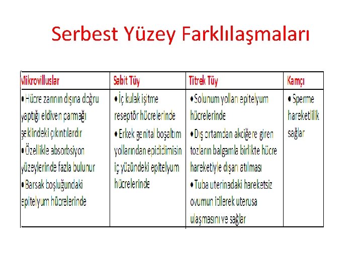 Serbest Yüzey Farklılaşmaları 