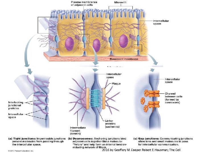 2016 by Geoffery M. Cooper Robert E. Hausman; The Cell 2016 by Geoffery M. Cooper Robert E. Hausman; The Cell