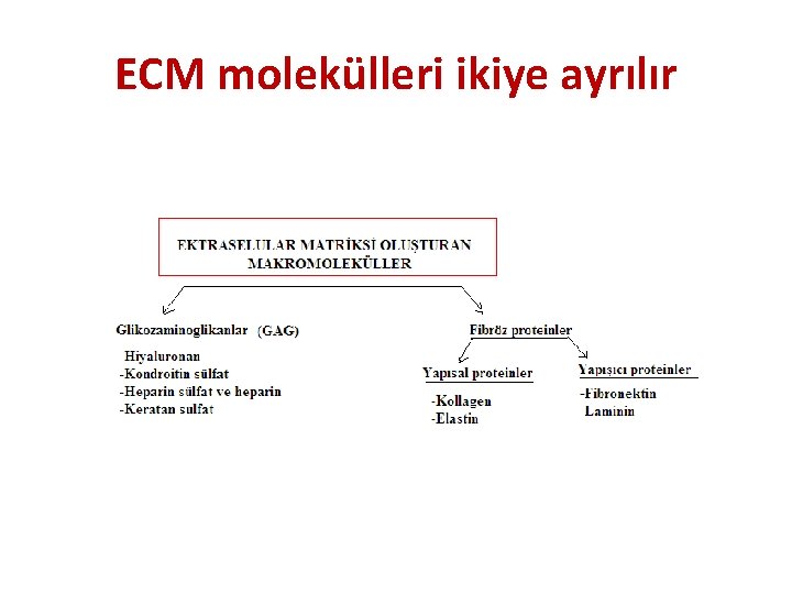 ECM molekülleri ikiye ayrılır 