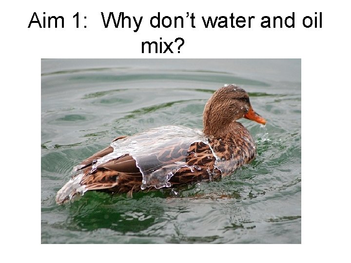 Aim 1: Why don’t water and oil mix? 