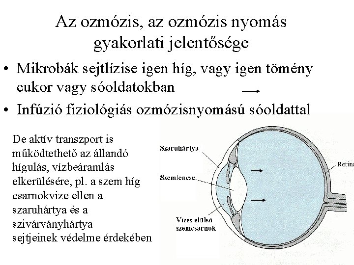 Az ozmózis, az ozmózis nyomás gyakorlati jelentősége • Mikrobák sejtlízise igen híg, vagy igen