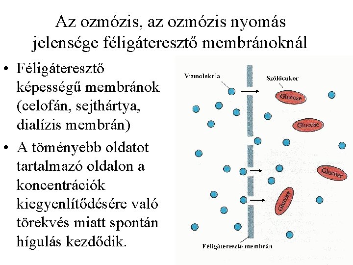 Az ozmózis, az ozmózis nyomás jelensége féligáteresztő membránoknál • Féligáteresztő képességű membránok (celofán, sejthártya,