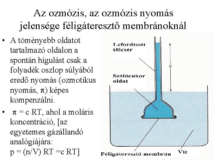 Az ozmózis, az ozmózis nyomás jelensége féligáteresztő membránoknál • A töményebb oldatot tartalmazó oldalon