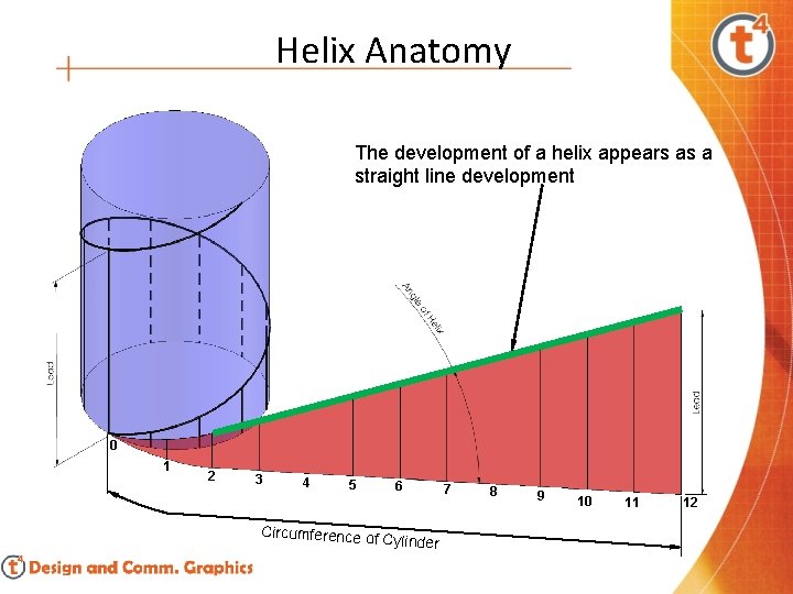 Helix Anatomy The development of a helix appears as a straight line development 0