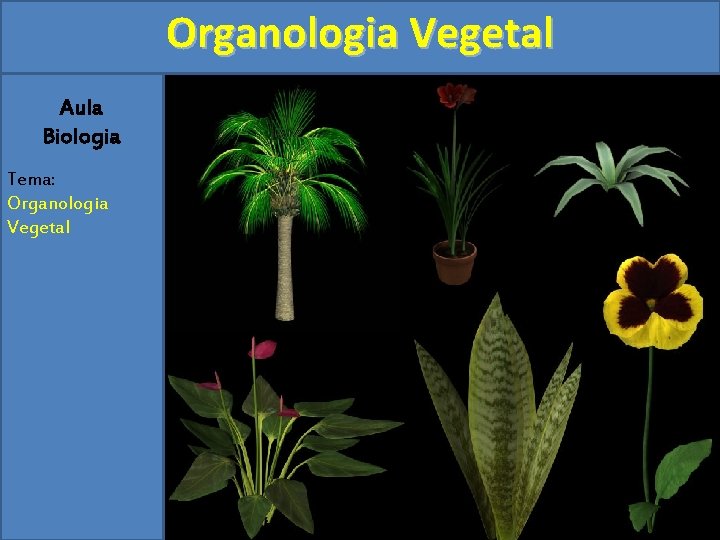 Organologia Vegetal Aula Biologia Tema: Organologia Vegetal 