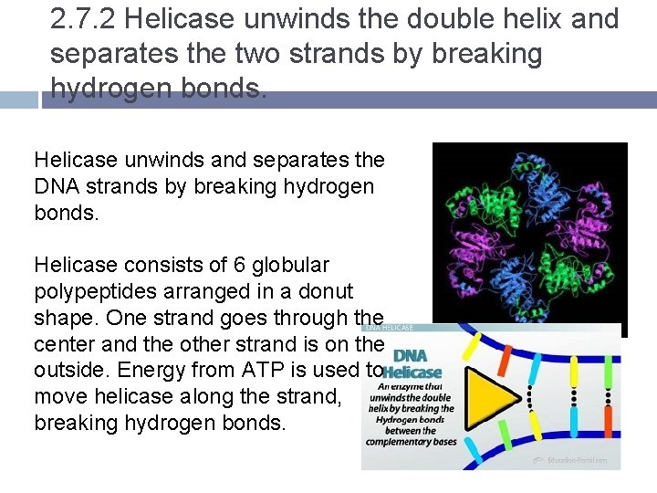 2. 7. 2 Helicase unwinds the double helix and separates the two strands by