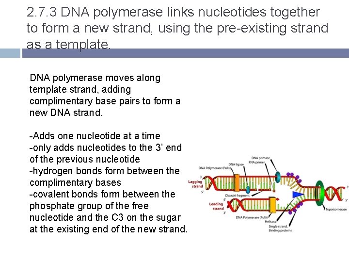 2. 7. 3 DNA polymerase links nucleotides together to form a new strand, using