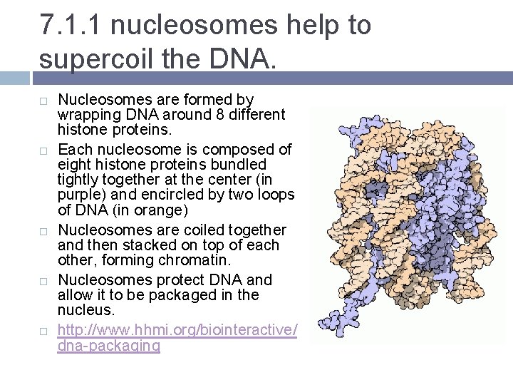 7. 1. 1 nucleosomes help to supercoil the DNA. Nucleosomes are formed by wrapping