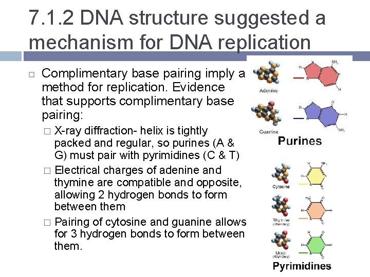 7. 1. 2 DNA structure suggested a mechanism for DNA replication Complimentary base pairing
