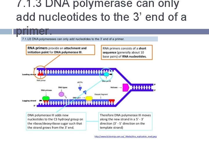 7. 1. 3 DNA polymerase can only add nucleotides to the 3’ end of