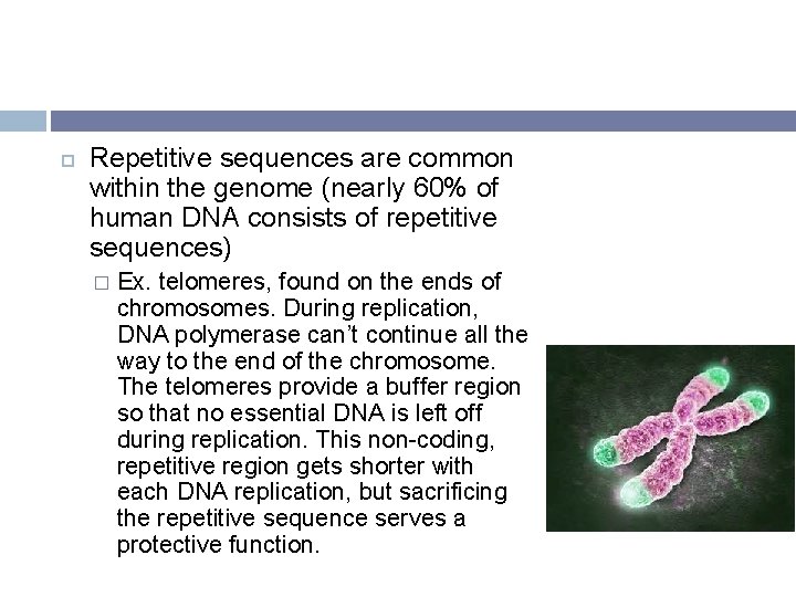  Repetitive sequences are common within the genome (nearly 60% of human DNA consists