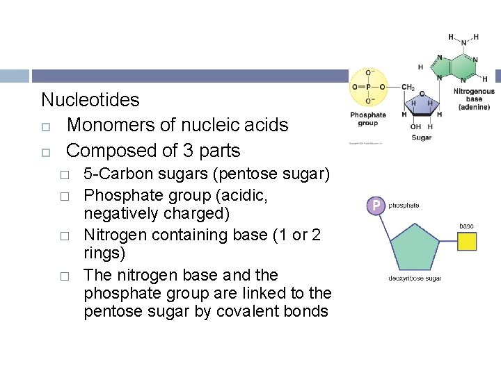 Nucleotides Monomers of nucleic acids Composed of 3 parts � � 5 -Carbon sugars