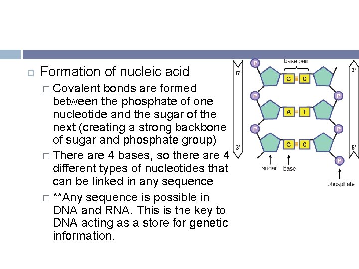 Formation of nucleic acid � Covalent bonds are formed between the phosphate of