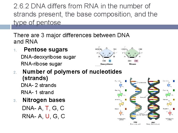 2. 6. 2 DNA differs from RNA in the number of strands present, the