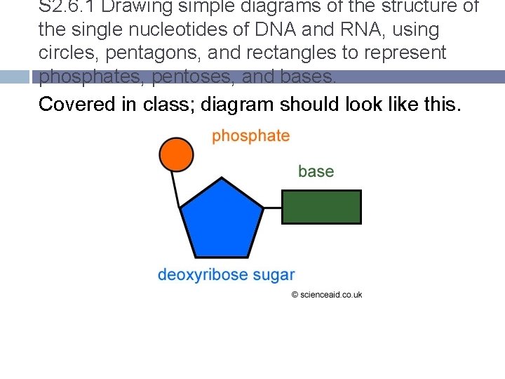 S 2. 6. 1 Drawing simple diagrams of the structure of the single nucleotides