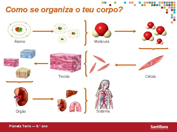 Como se organiza o teu corpo? Átomo Molécula Tecido Órgão Planeta Terra — 9.