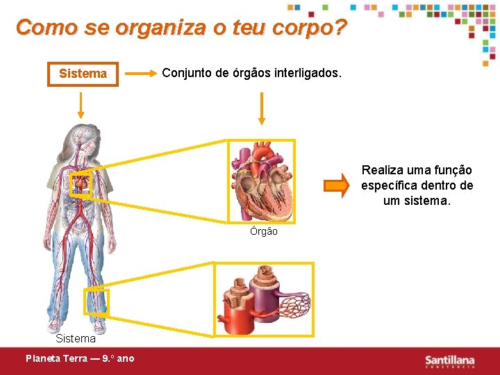 Como se organiza o teu corpo? Sistema Conjunto de órgãos interligados. Realiza uma função