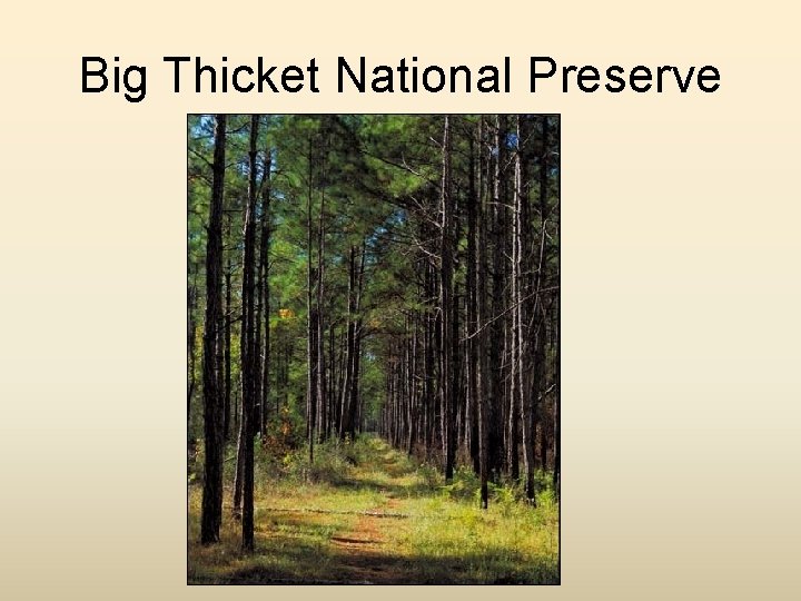 Big Thicket National Preserve 