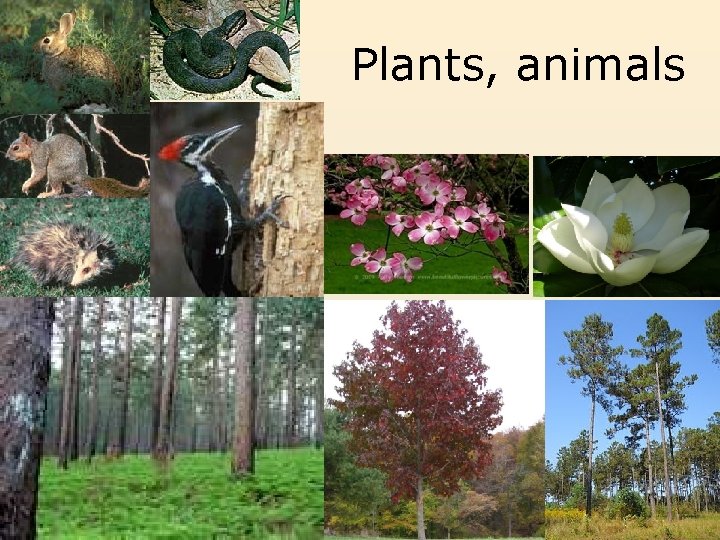 Plants, animals 