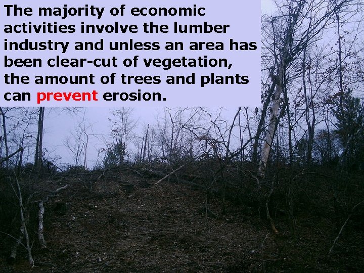 The majority of economic activities involve the lumber industry and unless an area has