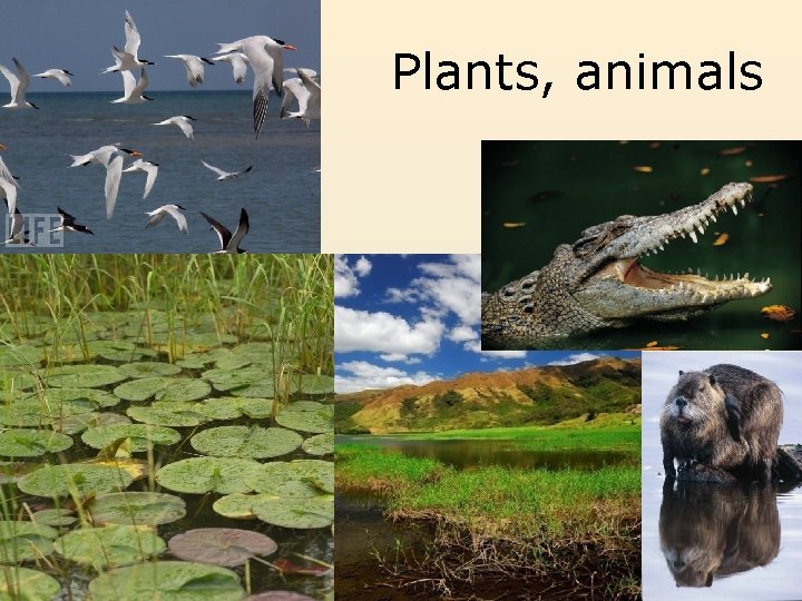 Plants, animals 