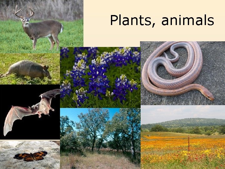 Plants, animals 