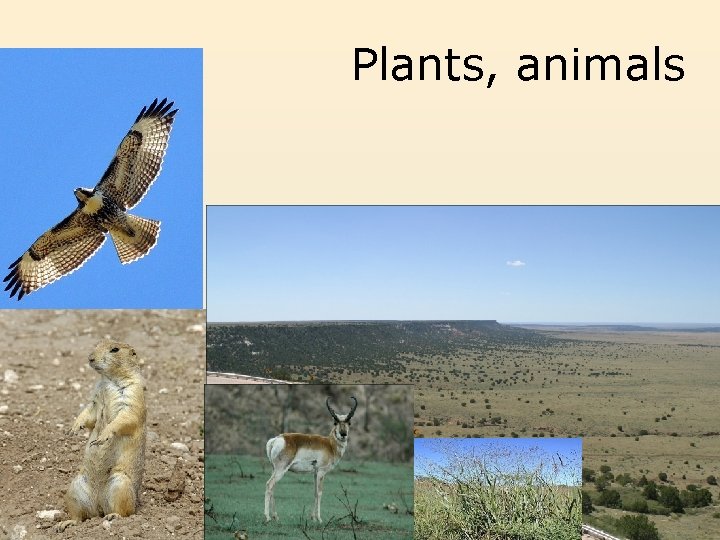 Plants, animals 