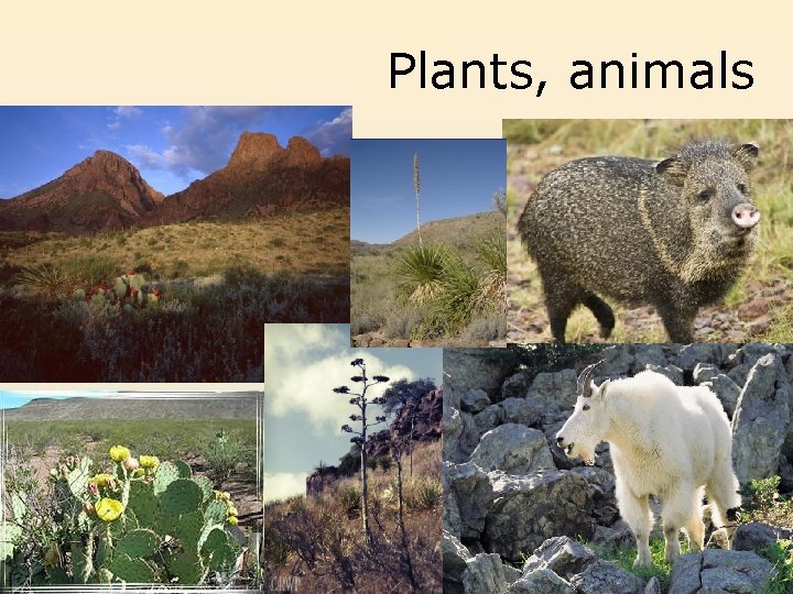 Plants, animals 