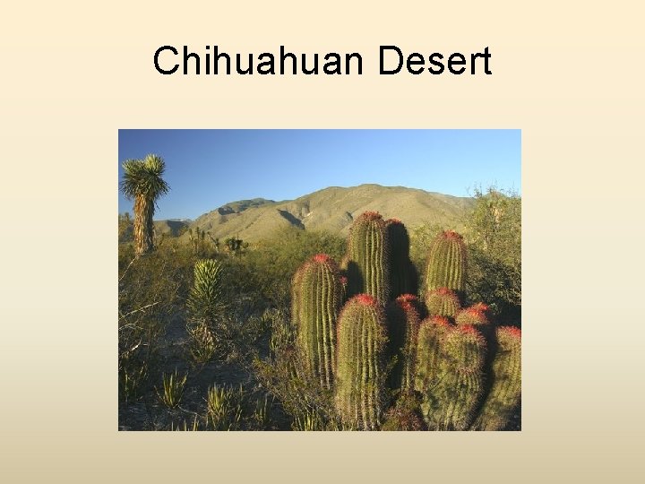 Chihuahuan Desert 