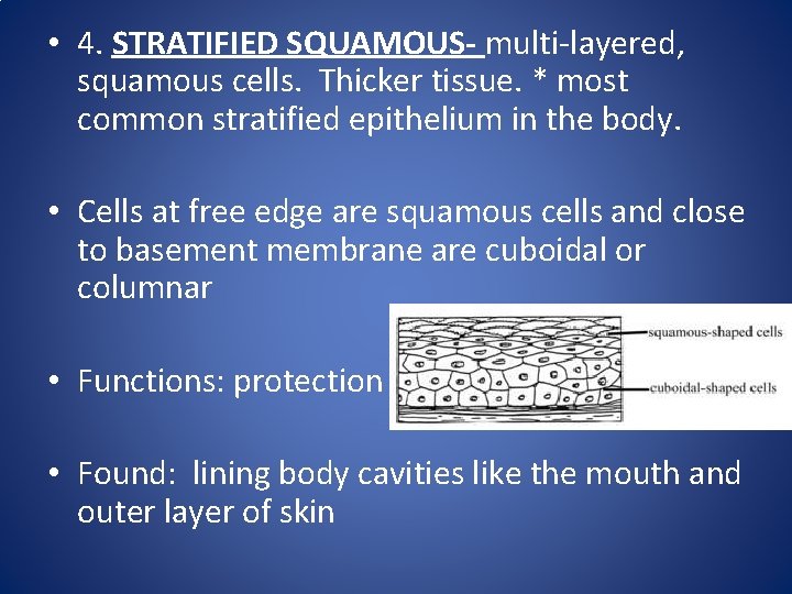 • 4. STRATIFIED SQUAMOUS- multi-layered, squamous cells. Thicker tissue. * most common stratified • 4. STRATIFIED SQUAMOUS- multi-layered, squamous cells. Thicker tissue. * most common stratified