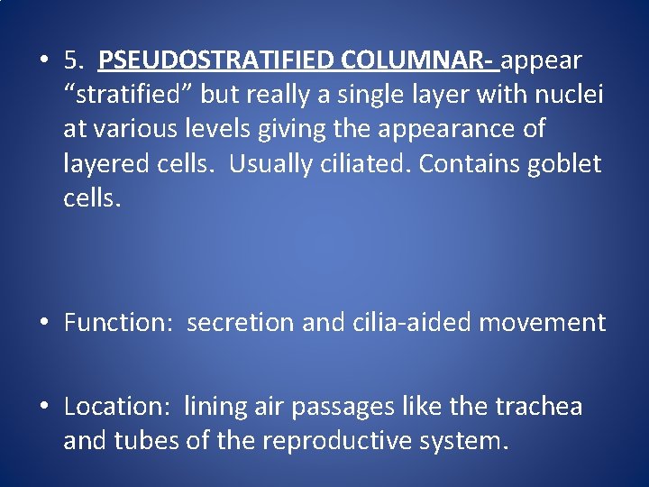 • 5. PSEUDOSTRATIFIED COLUMNAR- appear “stratified” but really a single layer with nuclei • 5. PSEUDOSTRATIFIED COLUMNAR- appear “stratified” but really a single layer with nuclei
