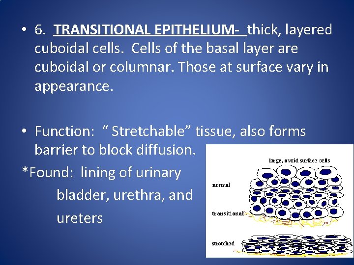• 6. TRANSITIONAL EPITHELIUM- thick, layered cuboidal cells. Cells of the basal layer • 6. TRANSITIONAL EPITHELIUM- thick, layered cuboidal cells. Cells of the basal layer