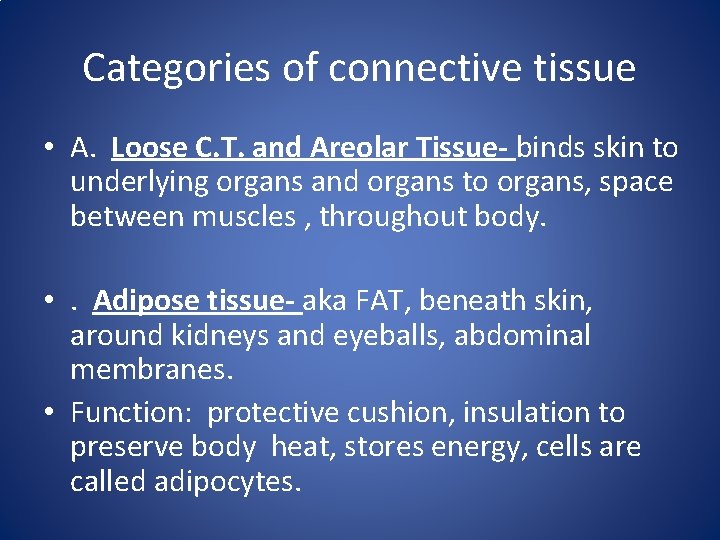 Categories of connective tissue • A. Loose C. T. and Areolar Tissue- binds skin Categories of connective tissue • A. Loose C. T. and Areolar Tissue- binds skin