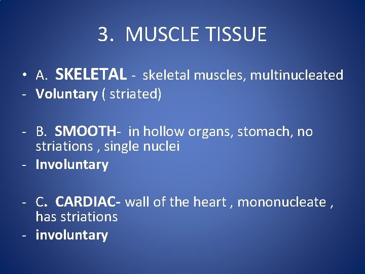 3. MUSCLE TISSUE • A. SKELETAL - skeletal muscles, multinucleated - Voluntary ( striated) 3. MUSCLE TISSUE • A. SKELETAL - skeletal muscles, multinucleated - Voluntary ( striated)