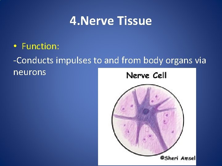 4. Nerve Tissue • Function: -Conducts impulses to and from body organs via neurons 4. Nerve Tissue • Function: -Conducts impulses to and from body organs via neurons