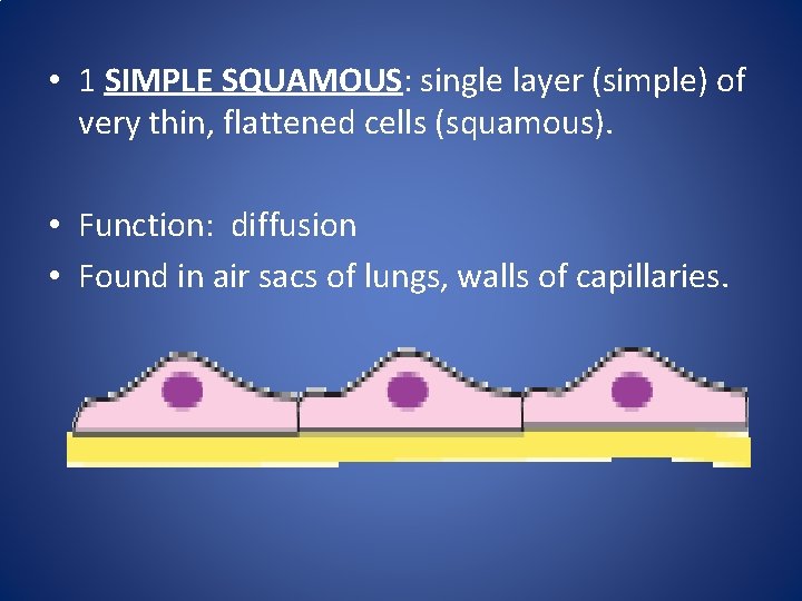 • 1 SIMPLE SQUAMOUS: single layer (simple) of very thin, flattened cells (squamous). • 1 SIMPLE SQUAMOUS: single layer (simple) of very thin, flattened cells (squamous).