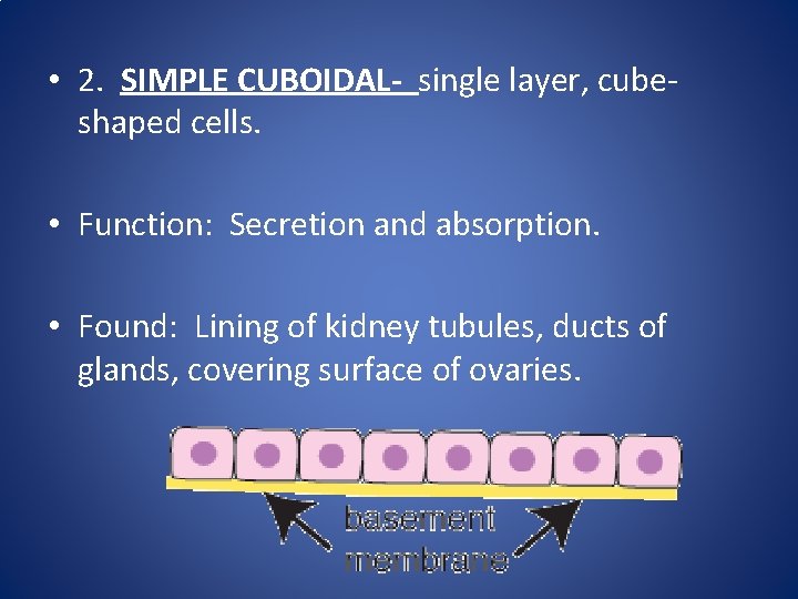 • 2. SIMPLE CUBOIDAL- single layer, cubeshaped cells. • Function: Secretion and absorption. • 2. SIMPLE CUBOIDAL- single layer, cubeshaped cells. • Function: Secretion and absorption.