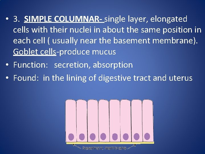 • 3. SIMPLE COLUMNAR- single layer, elongated cells with their nuclei in about • 3. SIMPLE COLUMNAR- single layer, elongated cells with their nuclei in about