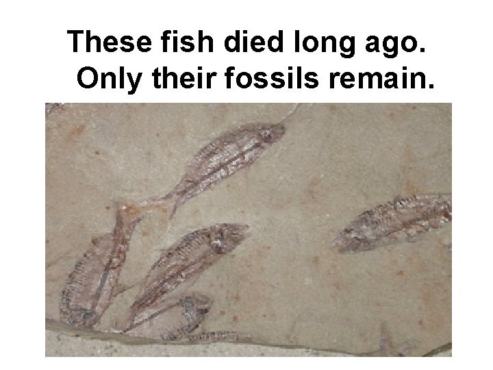 These fish died long ago. Only their fossils remain. 