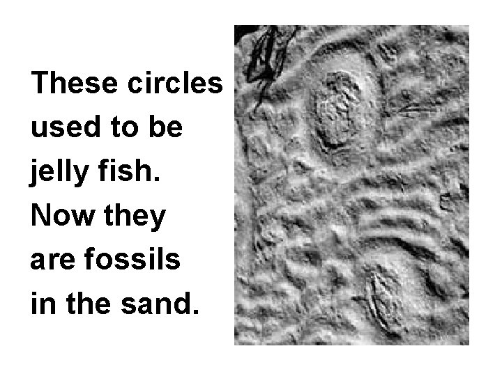 These circles used to be jelly fish. Now they are fossils in the sand.