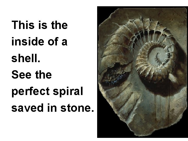 This is the inside of a shell. See the perfect spiral saved in stone.