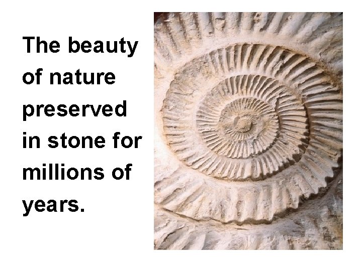 The beauty of nature preserved in stone for millions of years. 