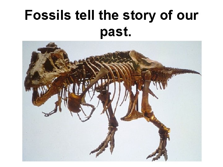 Fossils tell the story of our past. 