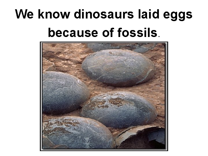 We know dinosaurs laid eggs because of fossils. 