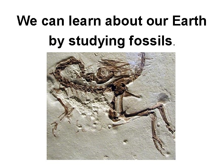 We can learn about our Earth by studying fossils. 