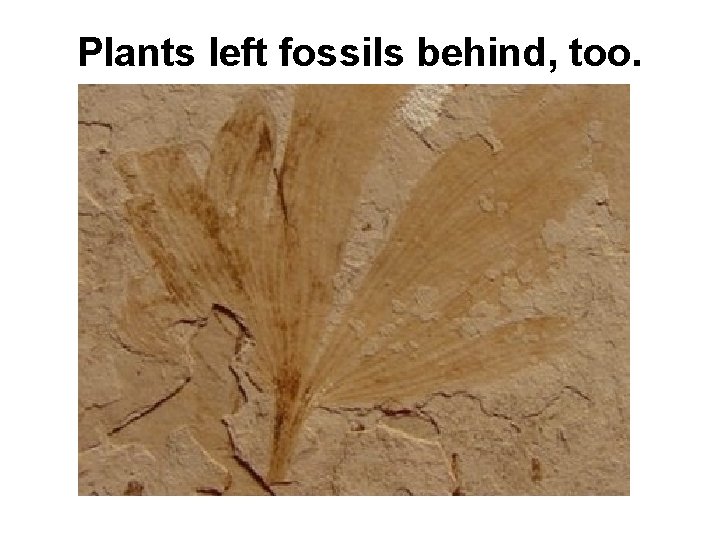Plants left fossils behind, too. 