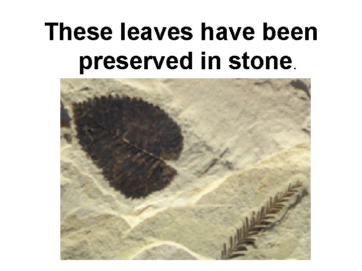 These leaves have been preserved in stone. 