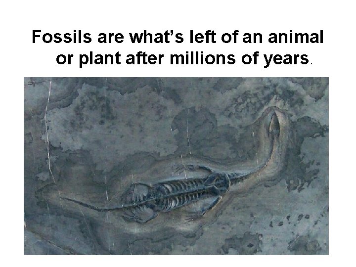 Fossils are what’s left of an animal or plant after millions of years. 