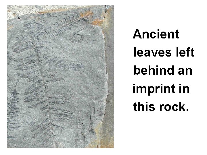 Ancient leaves left behind an imprint in this rock. 