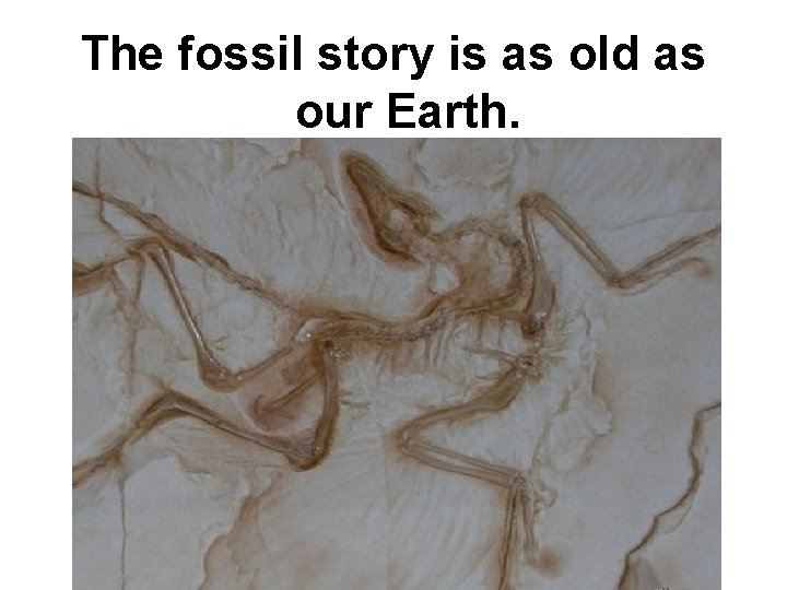 The fossil story is as old as our Earth. 